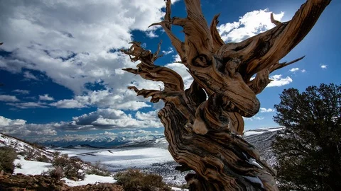 Bristlecone Pine Forest 4K Motion Timelapse of Ancient Tree Overlooking Valley Stock Footage 112146365
