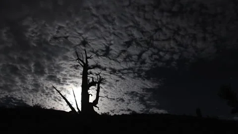 Bristlecone Pine Forest with Full Moon Rise and Clouds Timelapse Vidéo 242111561