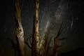 Bristlecone Pine Forest Perseid Meteor Shower 2013 Photo