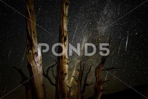 Bristlecone Pine Forest Perseid Meteor Shower 2013 Stock Photos