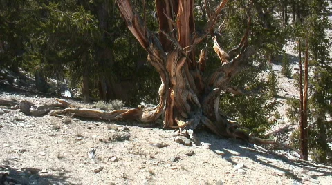 Bristlecone Pine grove Stock Footage 640798