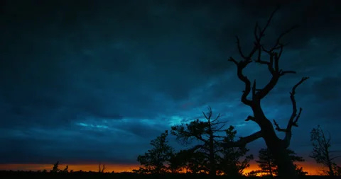 Bristlecone pine with a sky drenched in the evening colors of a clearing storm. Stock Footage 235284156