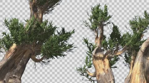 Bristlecone Pine Three Thick Trees Are Swaying Windy Day Green Tree Leaves Are Stock Footage 57950150