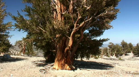 Bristlecone Pine (tilt) Stock Footage 562848