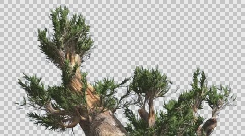 Bristlecone Pine Top of Thick Tree is Swaying Windy Day Green Narrow Tree Stock Footage 57955421