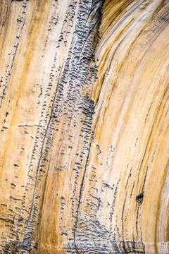 Bristlecone pine tree close up, Cedar Breaks National Monument, Utah Stock Photos