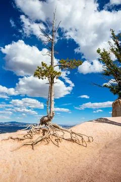 A Bristlecone Pine tree with exposed roots in Bryce Canyon National Park, Uta Stockfoto's
