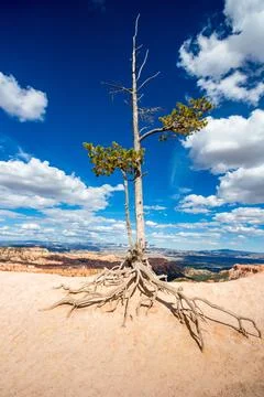 A Bristlecone Pine tree with exposed roots in Bryce Canyon National Park, Uta Stock Photos