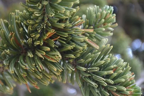 Bristlecone Pine Tree Needles Foto stock