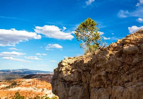 A Bristlecone Pine tree overlooking the Bryce Amphitheater in Bryce Canyon .. Stock-Fotos
