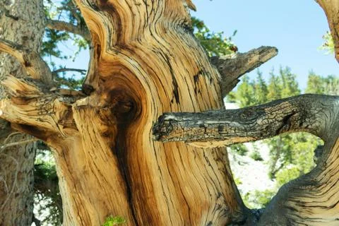 Bristlecone Pine Tree Stock Photos