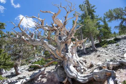 Bristlecone Pine Tree 写真素材