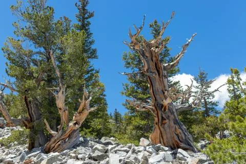 Bristlecone Pine Tree 写真素材