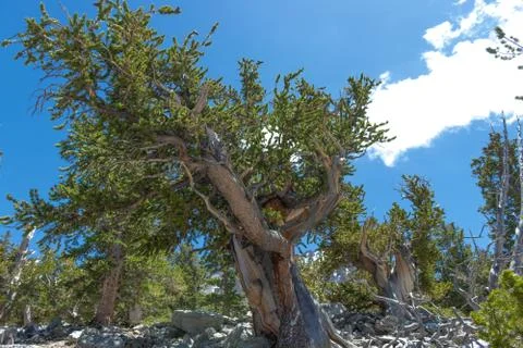 Bristlecone Pine Tree 写真素材