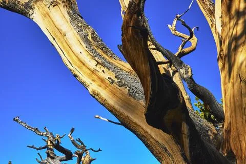 Bristlecone Pine Tree Twisted Branches Against Blue Sky White Mountain Stock Photos