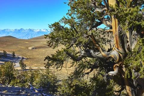 Bristlecone Pine Tree Twisted Trunk and Mountain Landscape in White Mountains 스톡 사진