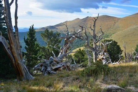 Bristlecone Pine Trees Stock Photos