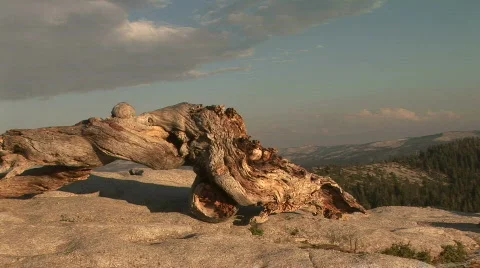 Bristlecone Pine trunk, Sentinel Dome, Yosemite National Park Stock Footage