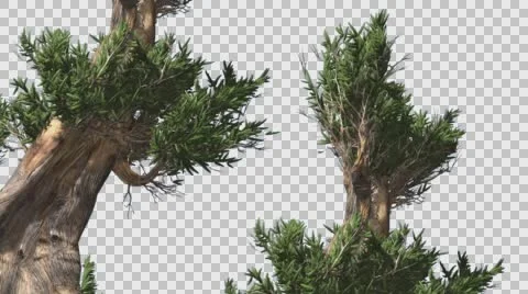 Bristlecone Pine Two Thick Trees Are Swaying Windy Day Green Narrow Tree Leaves Stock Footage 57956498