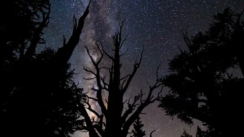 BRISTLECONE PINES ASTRO TIMELAPSE Stock-Footage 127923285