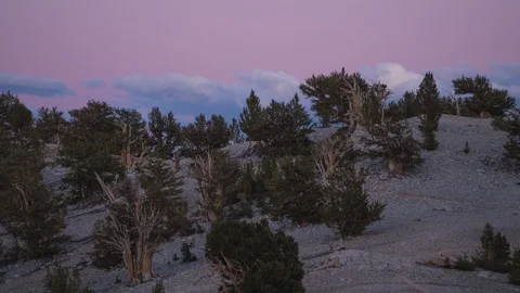 BRISTLECONE PINES SUNSET TIMELAPSE Stock-Footage 127936482