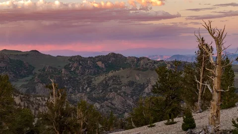 BRISTLECONE PINES TIMELAPSE Stock-Footage 127898697