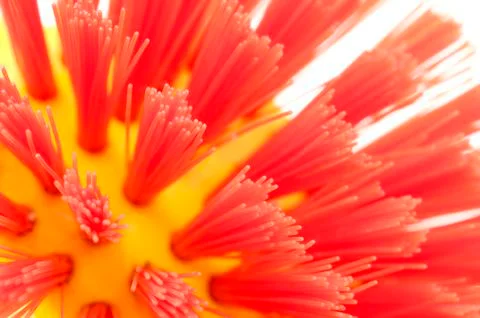 Bristles Stock Photos