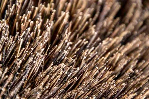 Bristles Stock Photos