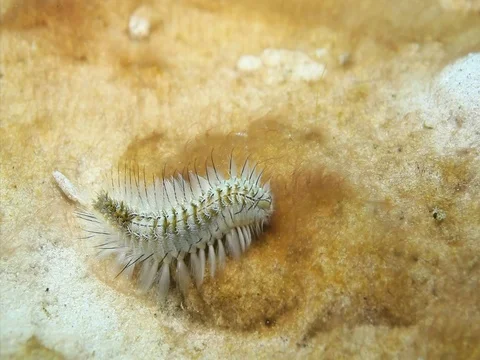 Bristleworm Stock Footage 98475895
