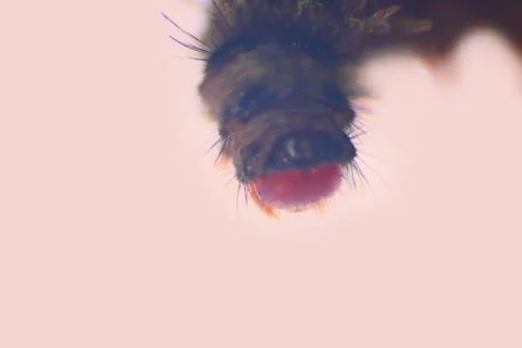 Bristly caterpillar (possibly moth) Stock-Fotos