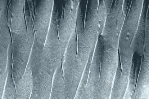 Bristly texture of feathers aligned for a background Stock Photos