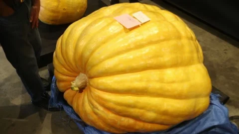 Britains giant vegetables Video stock 148601211