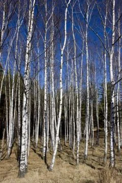 Britch tree Stock Photos