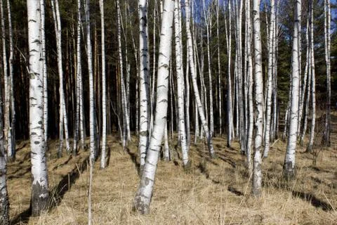 Britch tree Stock Photos