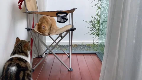 British and scottish cat fun and play on chair at home with garden background Stock Footage 269504069