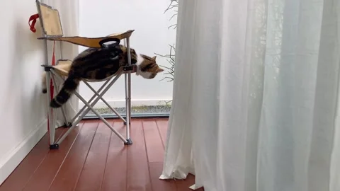 British and scottish cat fun and play on chair at home with garden background Stock Footage 269504098