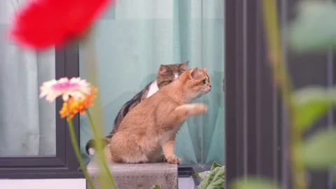 British and scottish cat sit and relax on chair with garden background Stock Footage 267960076