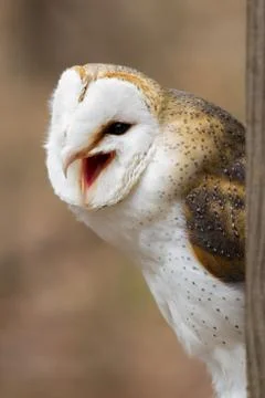 British Barn Owl Calling Foto stock