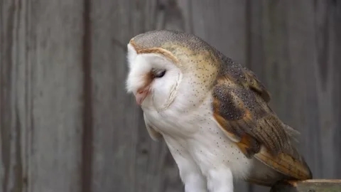 British Barn Owl Stock Footage 218456255