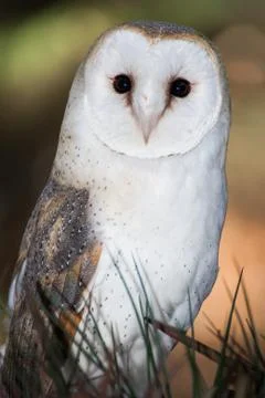 British Barn Owl Stock Photos