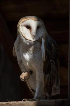 British Barn Owl Stock Photos