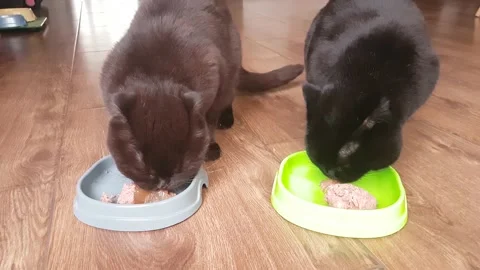 British black and brown scottish cats eat cat food from their plastic plates Stock Footage 182555974