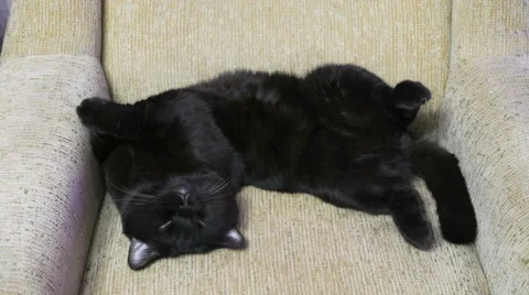 British black cat posing legs up on the couch 스톡 동영상 62441552