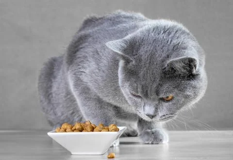 British Blue cat eats cat food Stock Photos