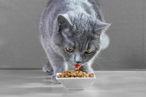 British Blue cat eats cat food Stock Photos