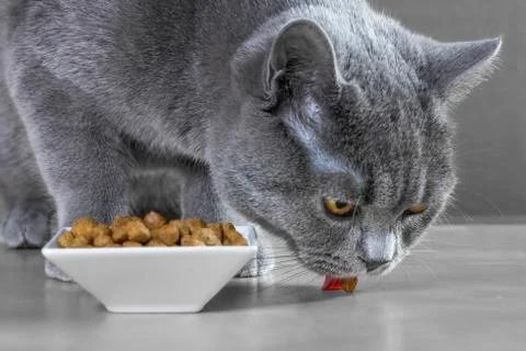 British Blue cat eats cat food Foto stock