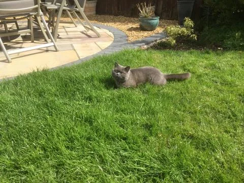British Blue Cat on Garden Stock Photos
