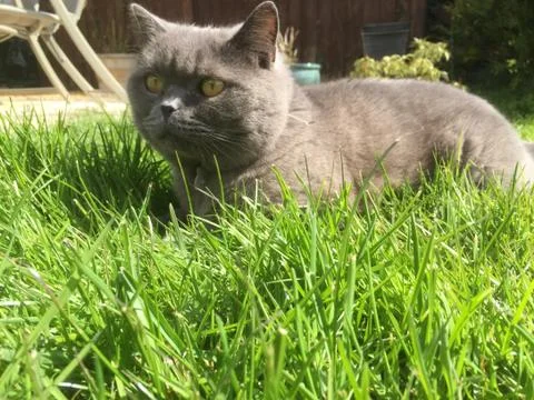 British Blue Cat in grass Stock Photos