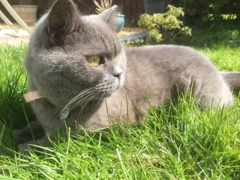 British Blue Cat in grass Stock Photos
