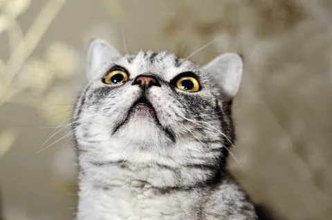 British blue cat Stock Photos